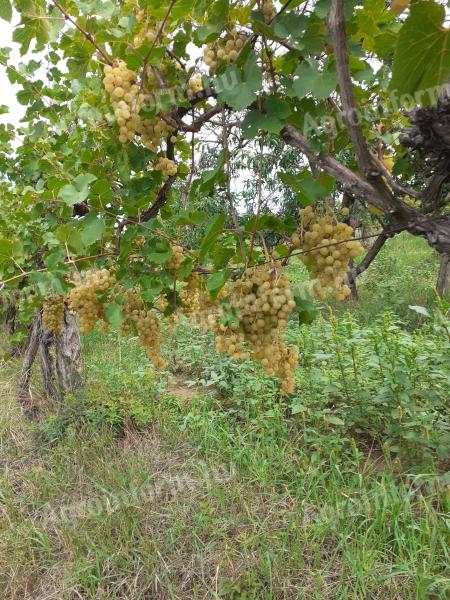 Csemege Irsai Olivér szőlő