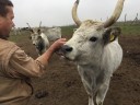 Szürke marha növendék bika 350-400 kg eladó