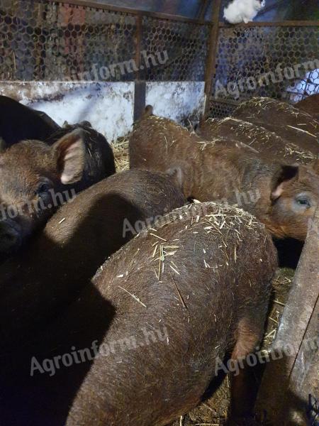 Törzstenyészetből Mangalica F1-es malacok eladók