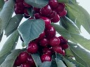 10,68 hektár gyümölcsös egészben vagy külön-külön is eladó Balatonlelle szomszédságában