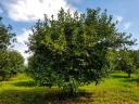 10,68 hektár gyümölcsös egészben vagy külön-külön is eladó Balatonlelle szomszédságában