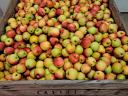Friss korai Gála alma eladó 60-70 mm méretben
