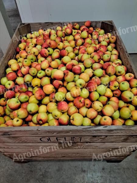 Friss korai Gála alma eladó 60-70 mm méretben