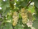 Tokaj-hegyalján,  Sárospatakon Furmint és Hárslevelű szőlő eladó