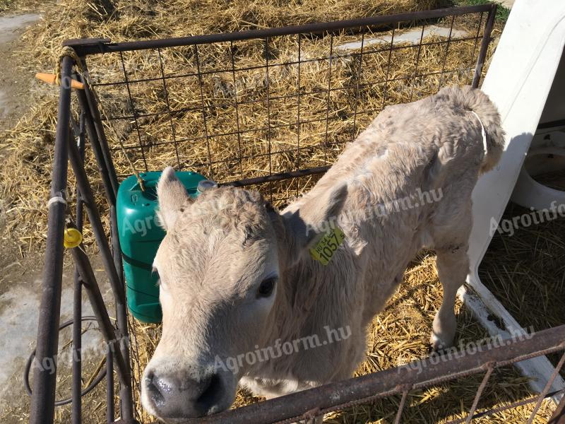 Charolais-excellence bika borjú