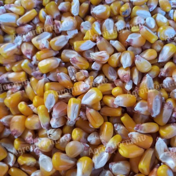 Горес, Семес, Крмни кукуруз на продају