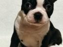 Törzskönyvezett Boston terrier kiskutyák eladók tenyésztőtől