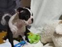 Törzskönyvezett Boston terrier kiskutyák eladók tenyésztőtől