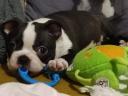 Törzskönyvezett Boston terrier kiskutyák eladók tenyésztőtől