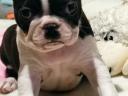 Törzskönyvezett Boston terrier kiskutyák eladók tenyésztőtől