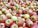 Almalé gyártásra alma eladó,  új termés