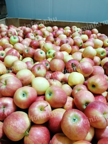Almalé gyártásra alma eladó,  új termés