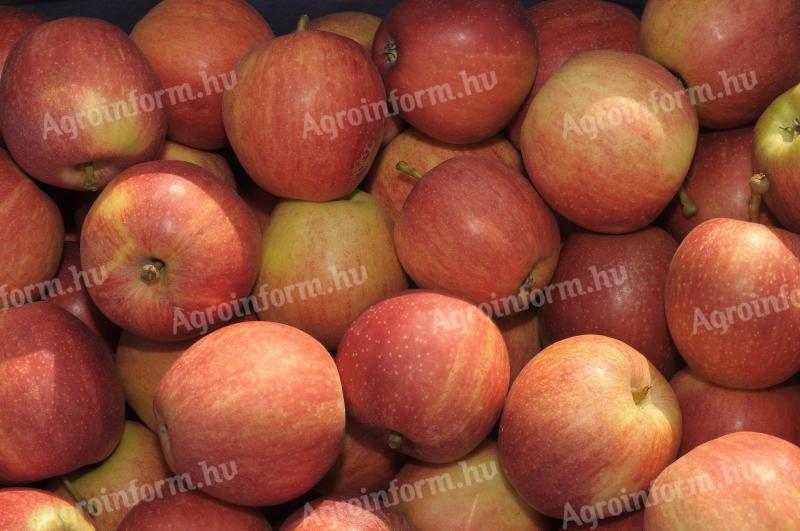 I. osztályú Almák eladók (Gála,  Red Prince,  Jonagored) 70-75, 75-80, 80-85 mm méretben