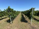 Prémium borszőlő Szekszárd borvidékről - Merlot,  Chardonnay,  Cabernet Sauvignon,  Cabernet Franc