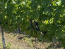 Prémium borszőlő Szekszárd borvidékről - Merlot,  Chardonnay,  Cabernet Sauvignon,  Cabernet Franc