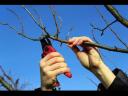 Szőlő és gyümölcsfa metszést válalok
