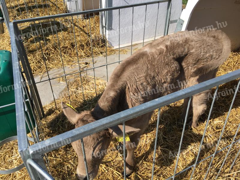 Charolais-excellence üsző borjú