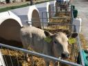 Charolais-excellence üsző borjú