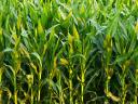 AG KUKORICA növényspecifikus lombtrágya magas foszfor- és cinktartalommal