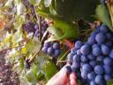 Eger kiváló dűlőiből Kékfrankos,  Merlot,  Cabernet,  Syrah szőlő eladó