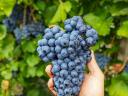 Kékfrankos szőlő eladó