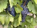 Kékfrankos szőlő eladó
