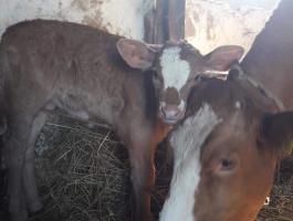 Eladó üsző borjú