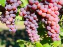 Saszla (shasselas) szőlő eladó