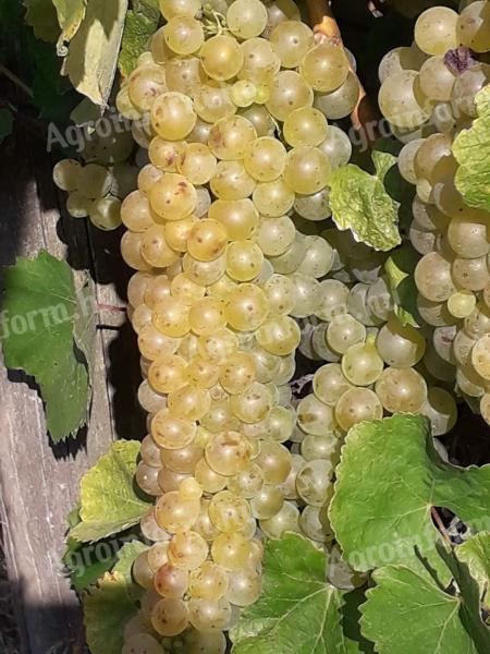 Furmint,  hárslevelű szőlő Tokaj Hegyalján