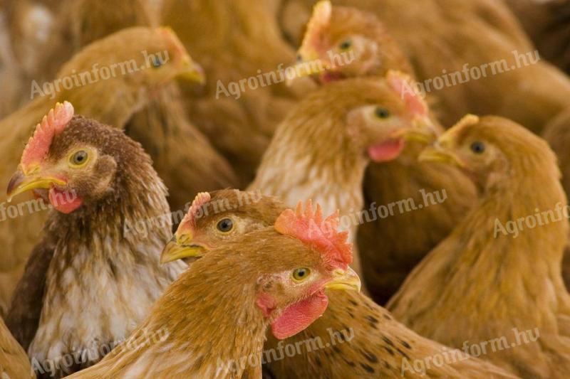 2 kg súlyú csirke önkormányzatoknak,  vágóhidaknak,  magánszemélyeknek