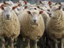 Megoldás sántaság ellen juhoknál