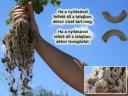 Gyökéritató (Agrooter) 15kg-os zsákos