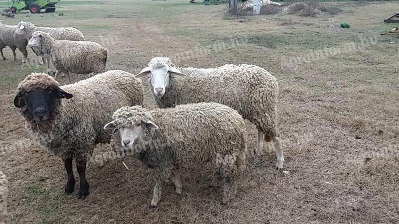 Bárányok,  juhok eladó