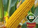 Akció! BC Agram kukorica vetőmag,  extra szárazságtűrő (25.000 szem/zsák)