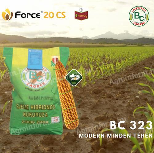 Akció! BC 323 kukorica vetőmag,  extra szárazságtűrő (25.000 szem/zsák)