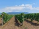 Fiatal szőlő ültetvény eladó Saszla / Chasselas
