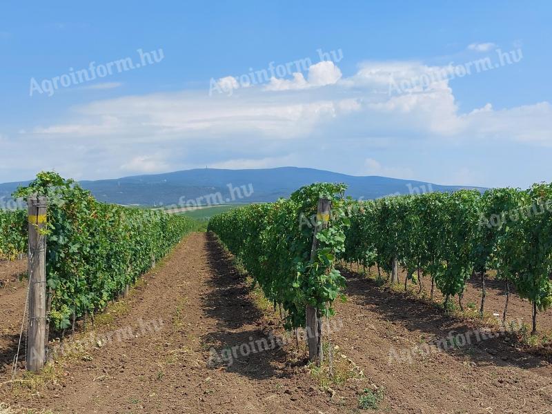 Fiatal szőlő ültetvény eladó Saszla / Chasselas