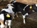 Holstein Fríz bika borjak eladók