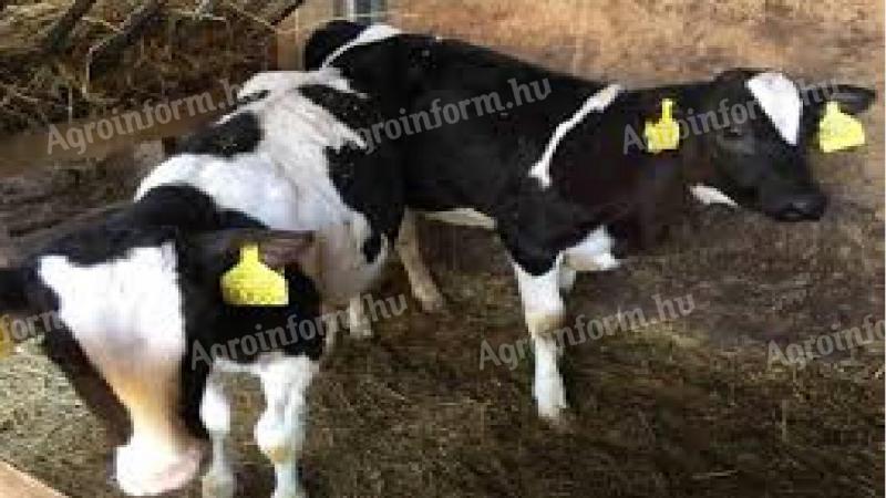 Holstein Fríz bika borjak eladók