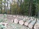 Erdőtelepítés,  Fakivágás,  kerítés építés