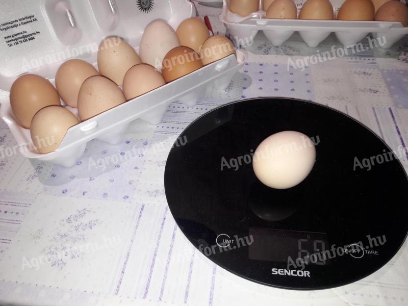 Tanyasi jellegű bio tojás tyúktojás eladó