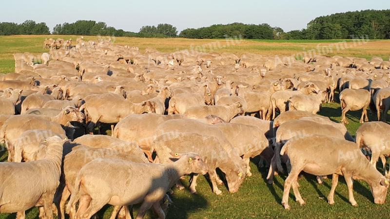 Nagytételben keresek anyajuhokat exportra