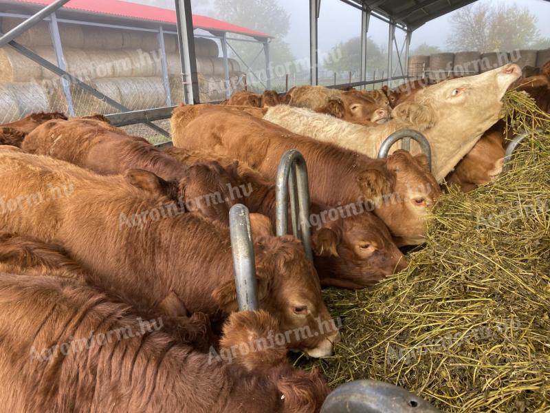 Bika + üsző limousin szarvasmarha növendék bikák üszők marha 70 db egyben eladó