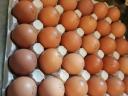 Füzesgyarmaton étkezési tojás kapható kis és nagy mennyiségben