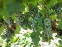 Balatonfüreden szőlőtermés: Solaris,  Muscaris,  Cserszegi f. Semillon borszőlő eladó