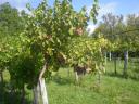 Balatonfüreden szőlőtermés: Solaris,  Muscaris,  Cserszegi f. Semillon borszőlő eladó