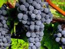 Leányka,  blauburger,  kékfrankos,  merlot & további szőlőfajták kis&nagy tételben eladók