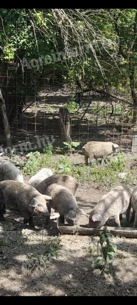 Választási és hízott mangalicák eladók Szekszárdon