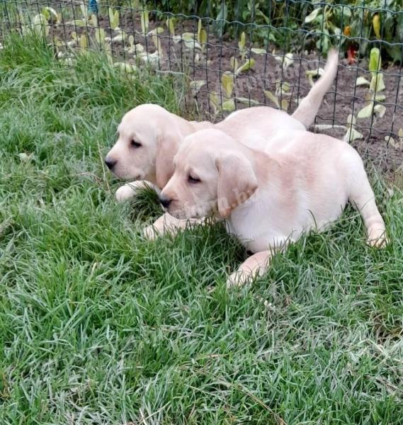 Labrador Retriever