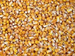 Szárított 2023-as Kukorica eladó
